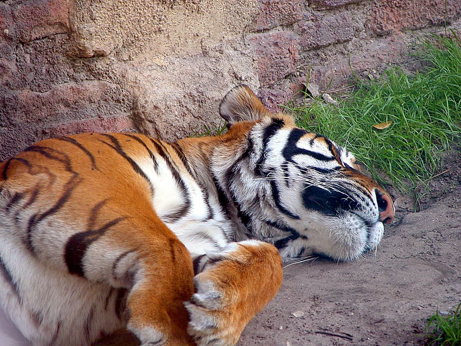 tiger, large cat, wildlife, animal, sleeping, mammal, feline, HD wallpaper