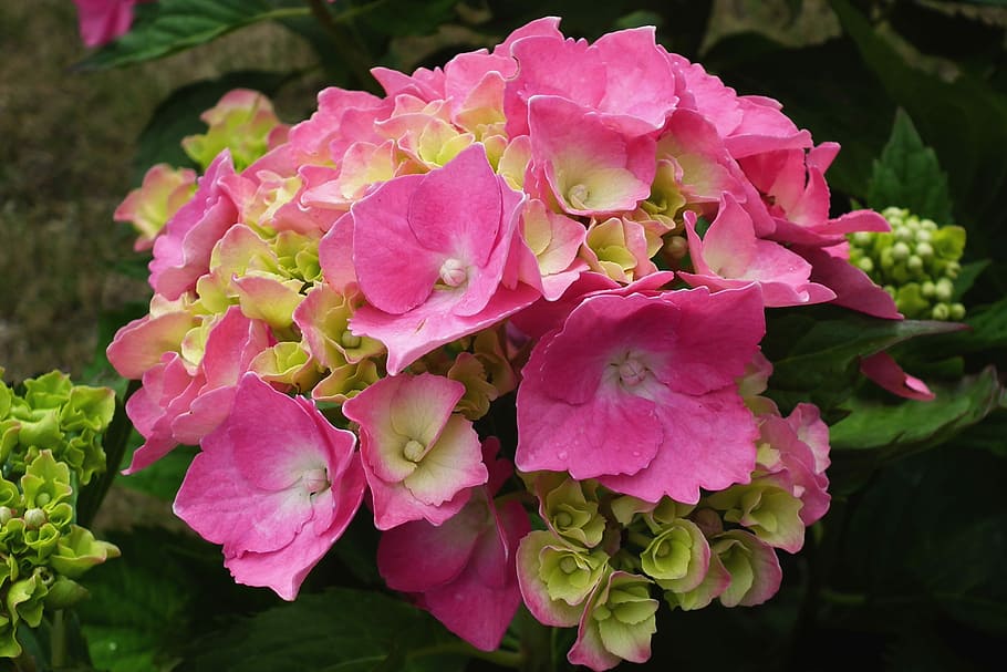 flower, hydrangea, pink, summer, garden, flowers, closeup, nature HD wallpaper