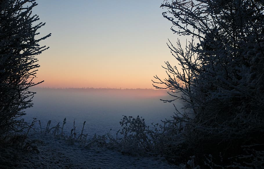 snow, path, aurora, morning, tree, sky, tranquility, sunset HD wallpaper