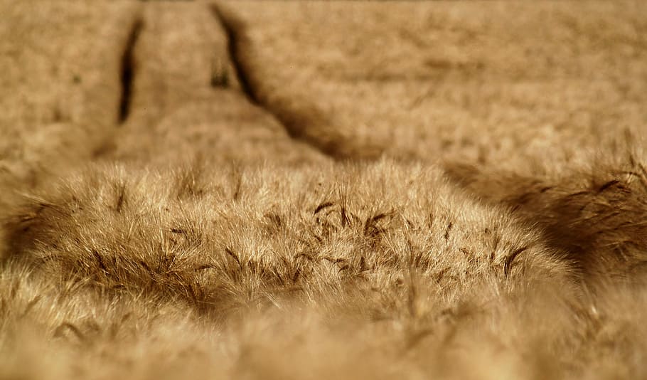 Cornfield, Cereals, Summer, agriculture, arable, grain, harvest HD wallpaper