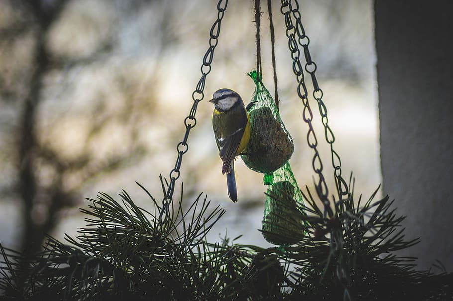 bird perching on hanging decor, grey bird on green pine decor selective-focus photography HD wallpaper