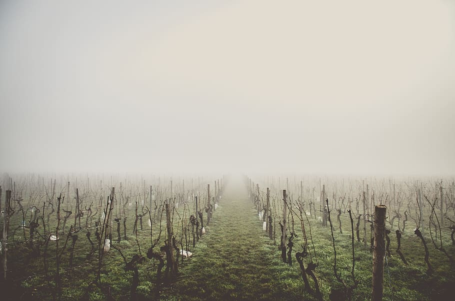 green fields with leafless trees on a foggy day, inline wittered plants with mist at daytime HD wallpaper