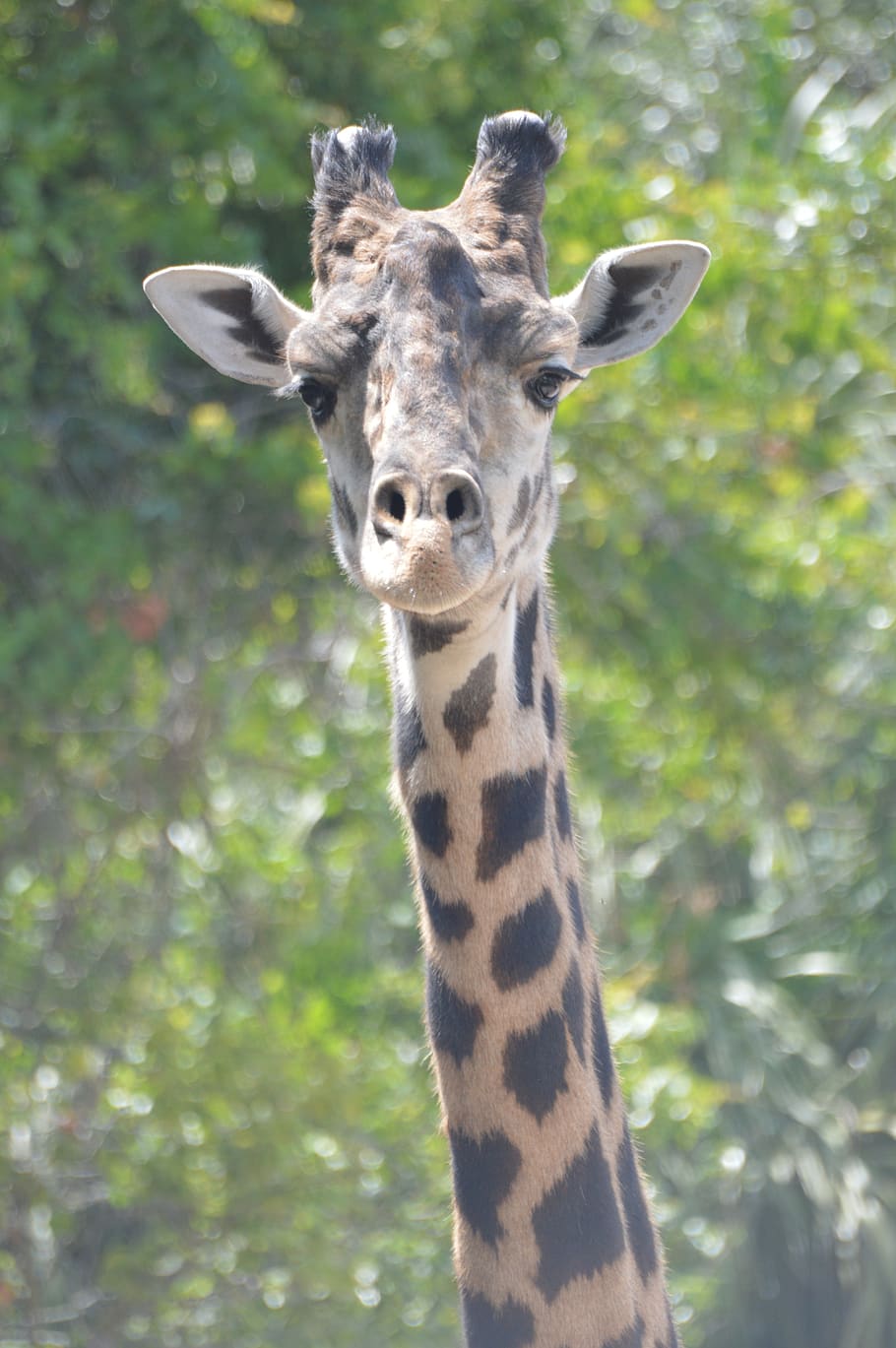 giraffe, neck, zoo, animal wildlife, animals in the wild, animal themes HD wallpaper