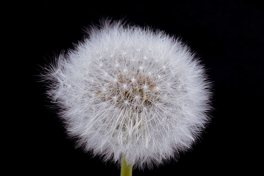 white dandelion seed head in close-up photography, macro, common dandelion