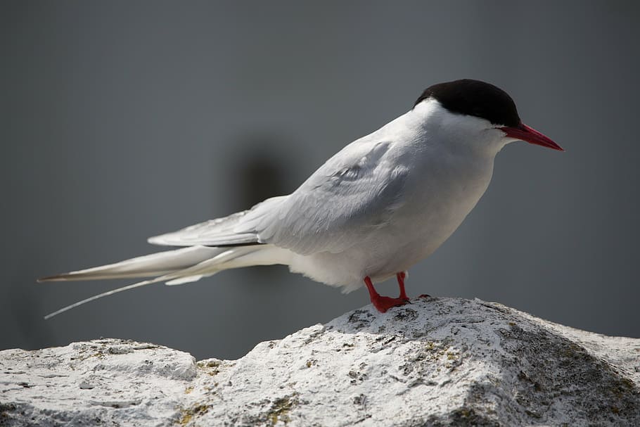 arctic tern, farne, seabird, nature, animal, northumberland, HD wallpaper