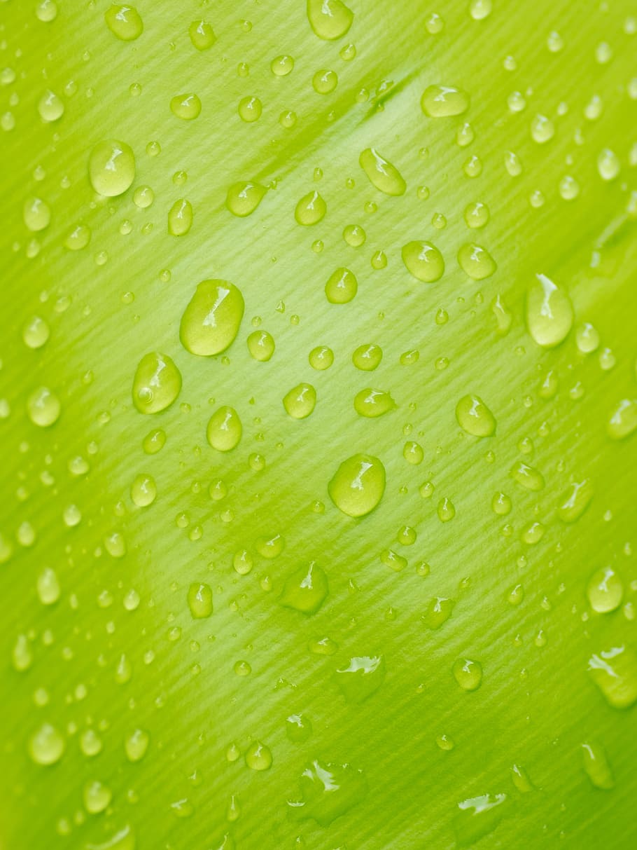 plant, leaf, dew, rain, clean, close-up, green, raindrops, wet HD wallpaper