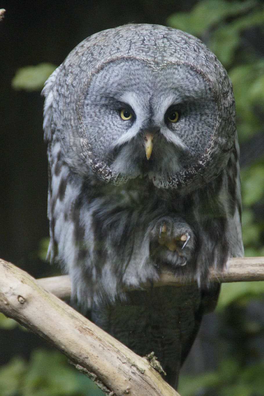 Owl, Claw, Bill, Bird, Bird Of Prey, nocturnal, eagle owl, way HD wallpaper