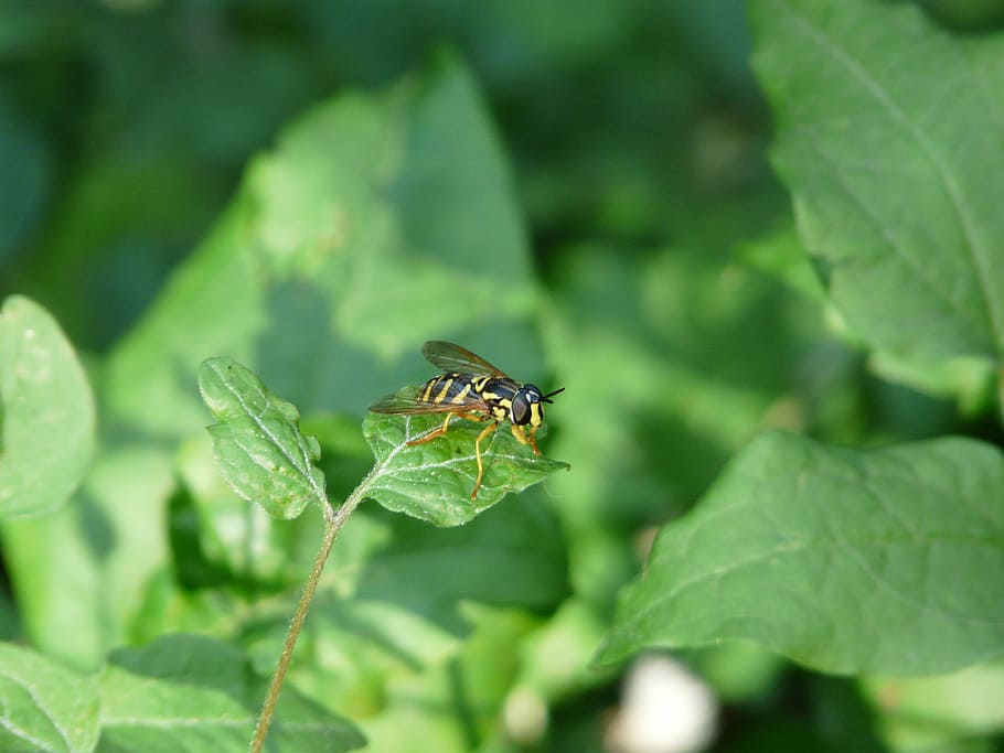 syrphide, hoverfly, wasp, insect, nature, macro, green, invertebrate HD wallpaper