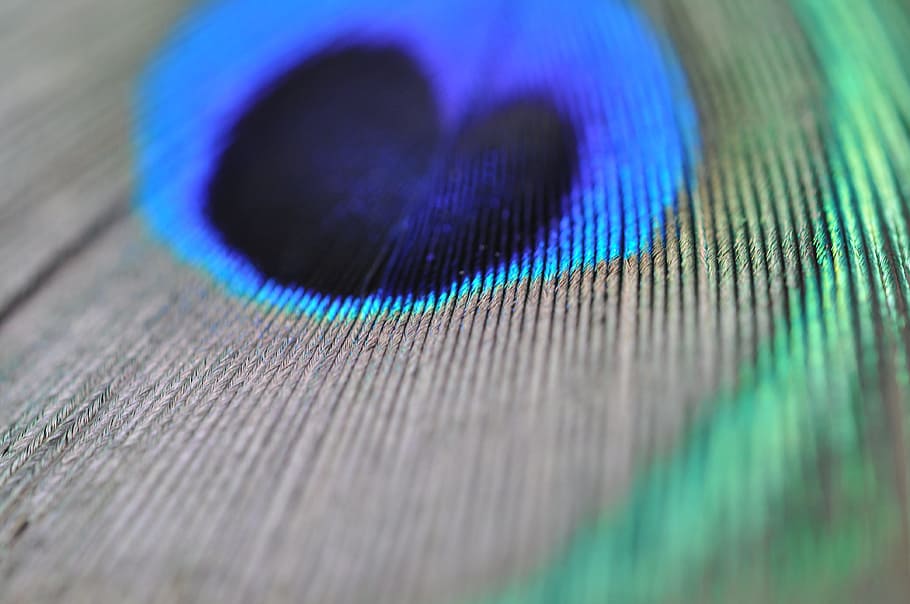 Peacock Feather, Macro, Structure, selective focus, blue, close-up HD wallpaper