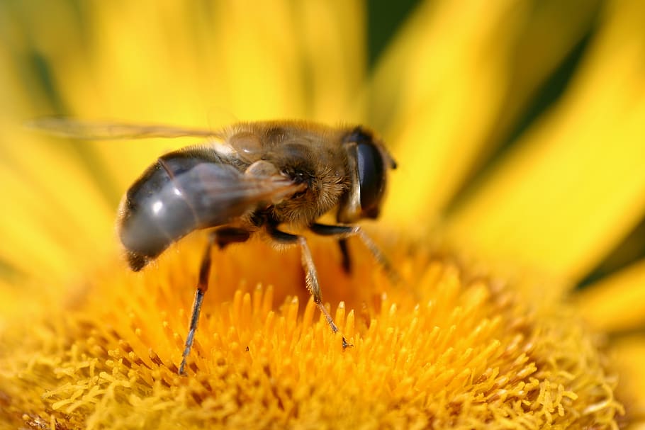 bee, jo boonstra, groningen, animal themes, invertebrate, animal wildlife HD wallpaper