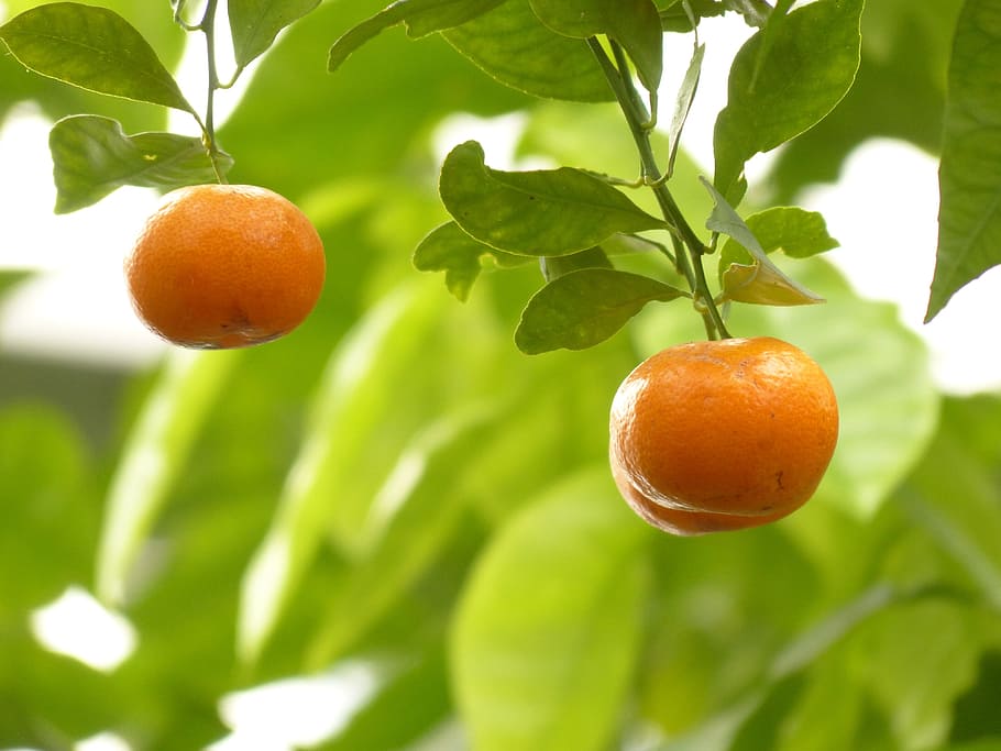 two orange fruits on tree, Mandarin, Orange, Orange, Tree, citrus fruit, HD wallpaper