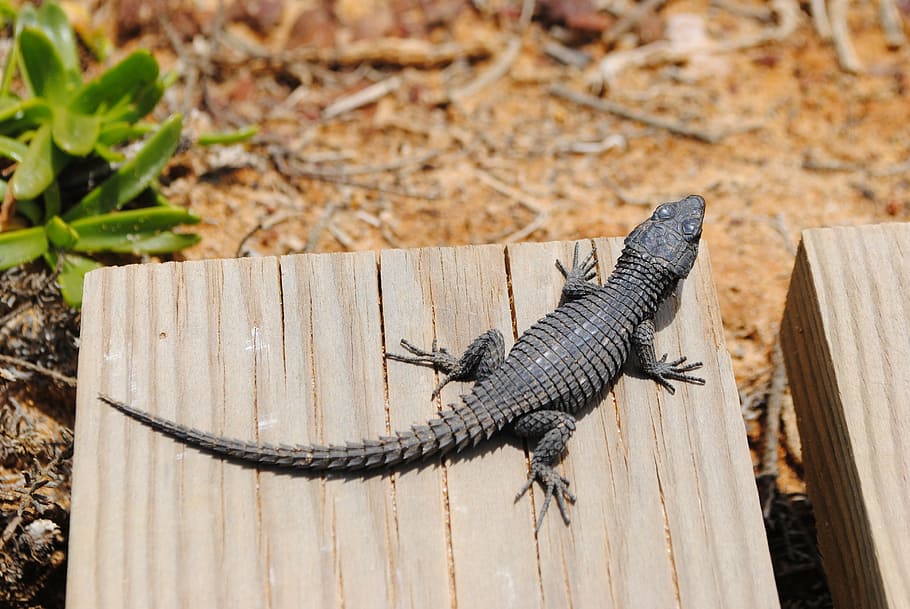 gecko, lizard, salamander, south africa, cape point, cape of good hope, HD wallpaper