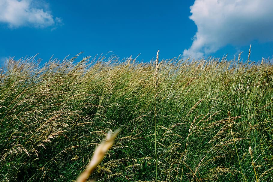 green, grass, plants, field, nature, blue, sky, clouds, growth HD wallpaper