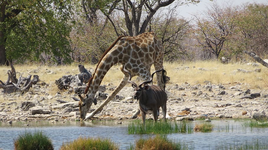 giraffe, kudu, drunk, antelope, point, water, drink, africa, HD wallpaper