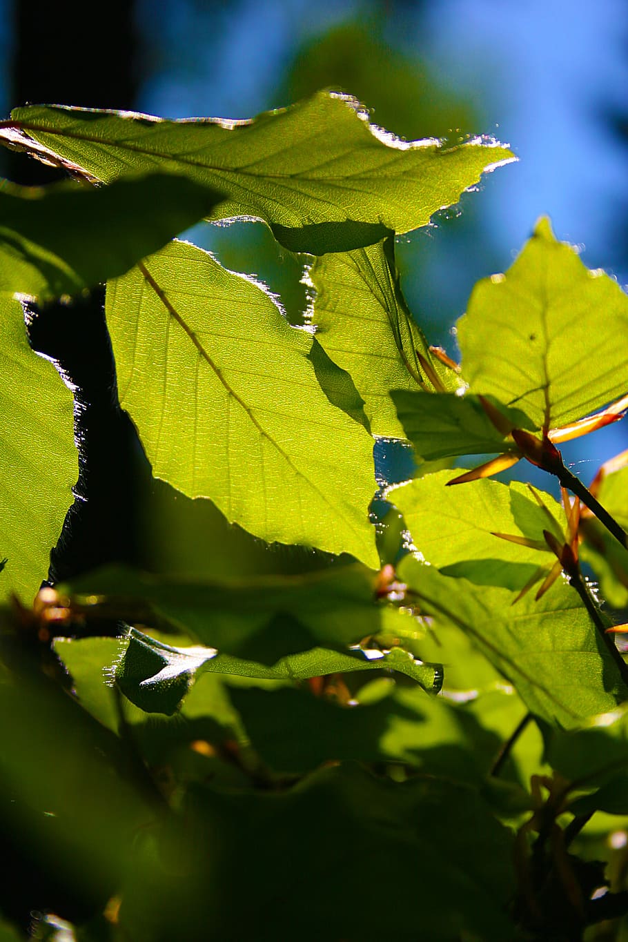beech leaves, may, spring, plant part, leaf, growth, green color HD wallpaper