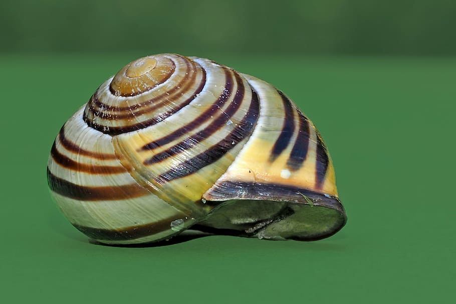 snail, shell, mollusk, close, slowly, snail shell, reptile HD wallpaper