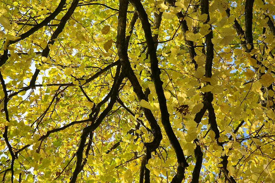 linde, tree, autumn, fall color, leaves, yellow, fall foliage HD wallpaper