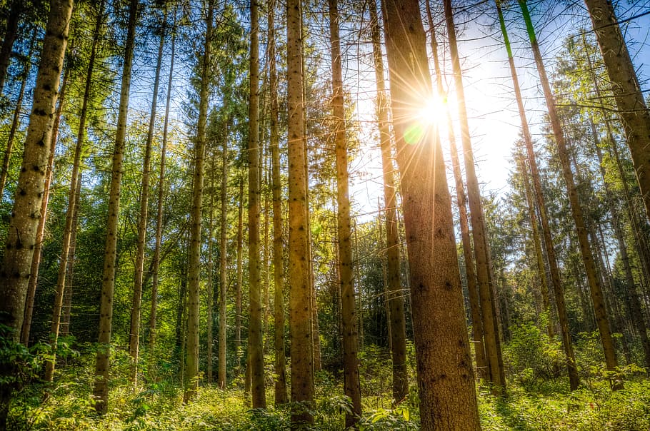 forest during daytime, sunlight, trees, blue sky, green, landscape HD wallpaper