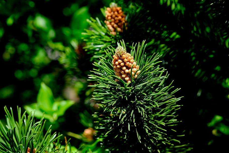 pine cones, spruce, conifer, forest, nature, brown, tree, green HD wallpaper