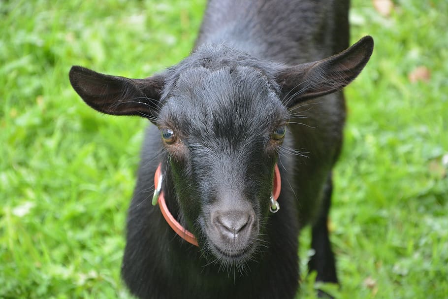 HD wallpaper: goat black, young goat, animal, black white, nature ...