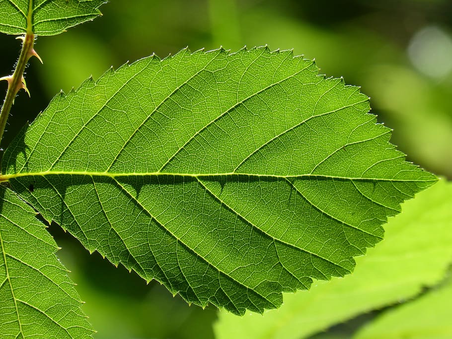 leaf, backlight, translucent, blackberry, ramifications, plant part HD wallpaper