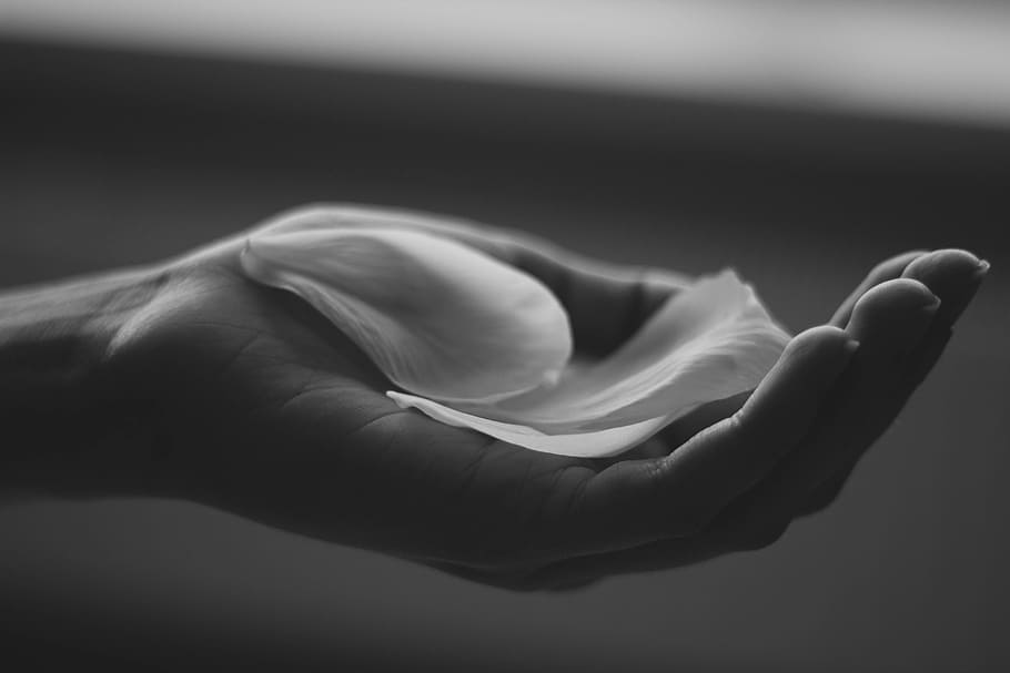 petal, hand, palm, human hand, human body part, one person HD wallpaper