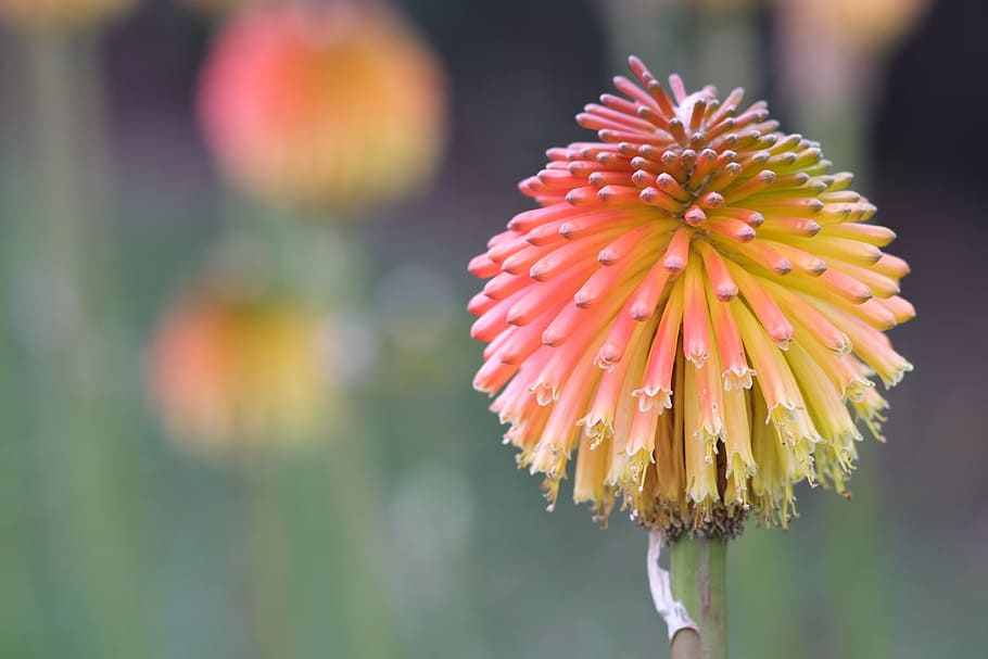 flower, sphere, yellow, orange, colorful, nature, round, exotic HD wallpaper