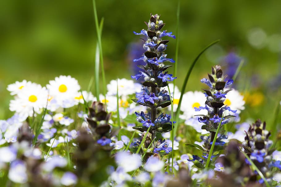 meadow, spring meadow, flowers, small, white, blue, stamp, pollen HD wallpaper
