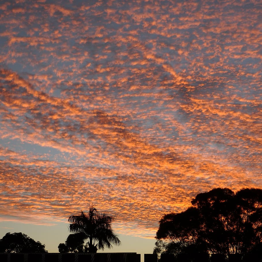 sunset, palm tree, sky, red, silhouette, sunny, yellow, dusk HD wallpaper