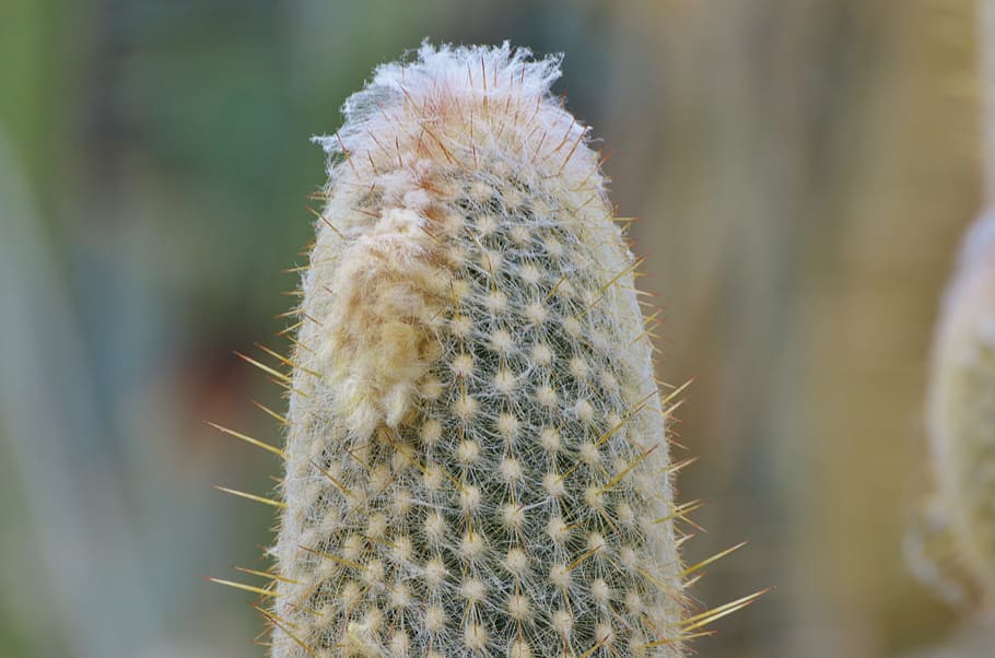 Cactus, Spur, Plant, green, prickly, thorns, nature, pointed HD wallpaper