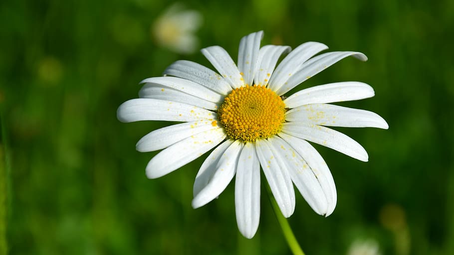 daisy, flower, summer, nature, garden, blossom, bloom, white petals HD wallpaper
