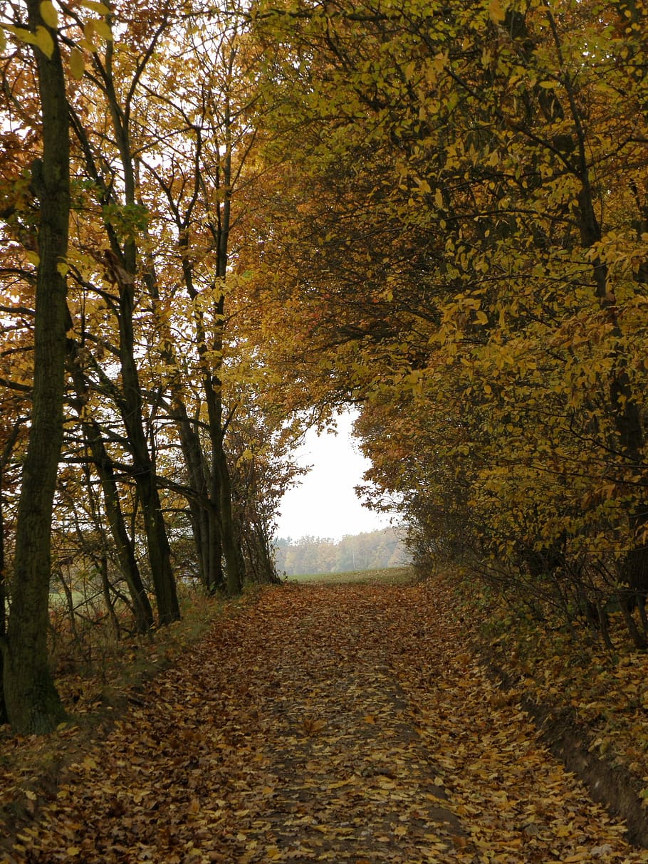 Path, Trees, Forest Road, autumn, leaf, nature, scenics, change HD wallpaper
