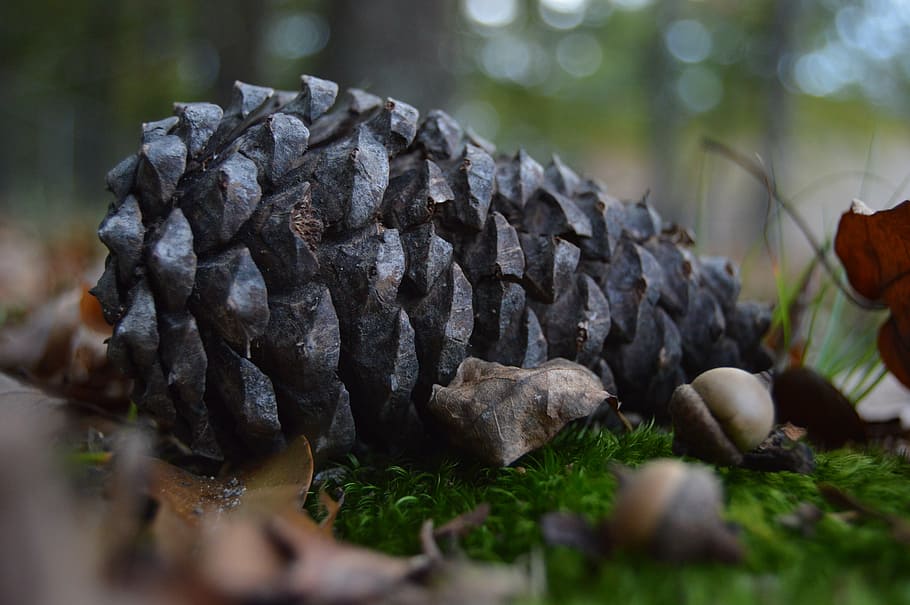 nature, woods, forest, pine Cone, tree, autumn, close-up, plant HD wallpaper