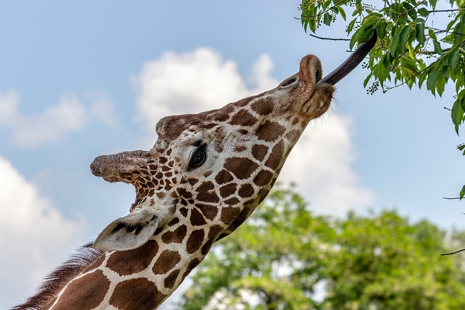giraffe reaching tree leaves by its tongue during daytime, giraffe eating grass at daytime