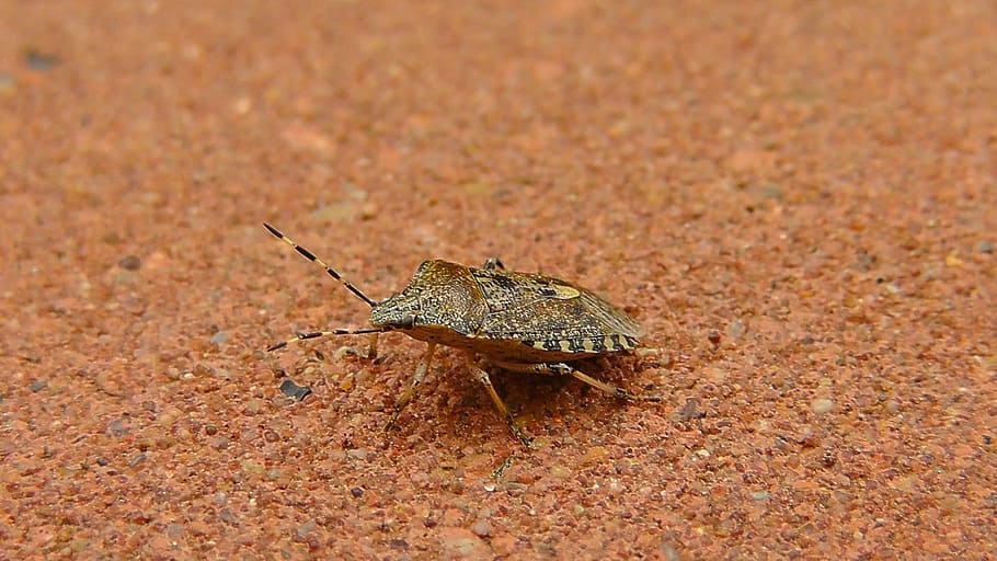 bug, stink bug, insect, animal, nature, common stinkwanze, vermin HD wallpaper