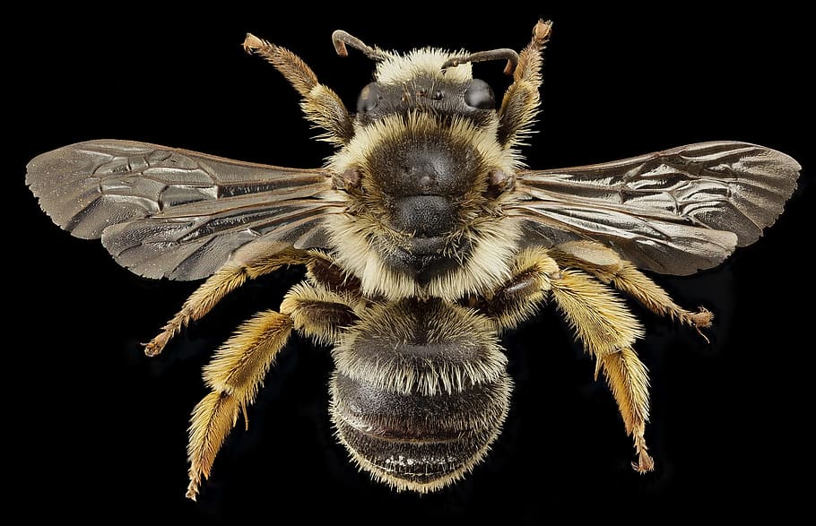 brown insect, bee, macro, close up, bug, wings, nectar, pollen HD wallpaper