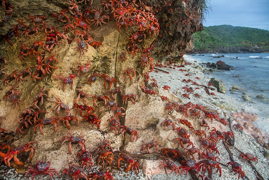 Red crabs scaling a cliff at Ethel Beach, crabs on rock, water