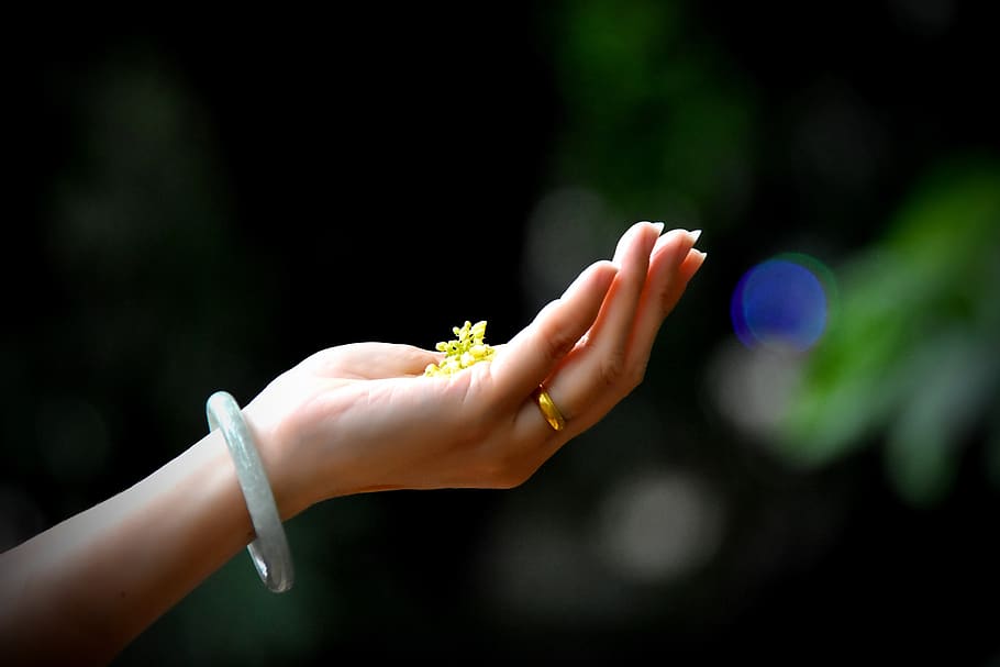 hands, light, flower, contrast, round, people, gold, small, HD wallpaper