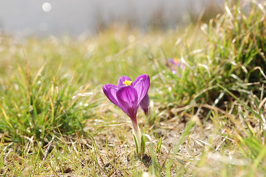 crocus, medow, spring, flowers, plant, flowering plant, beauty in nature HD wallpaper