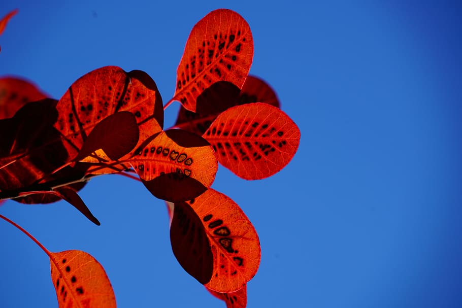 leaves, fall foliage, red, pattern, wig brush, cotinus, coggygria HD wallpaper