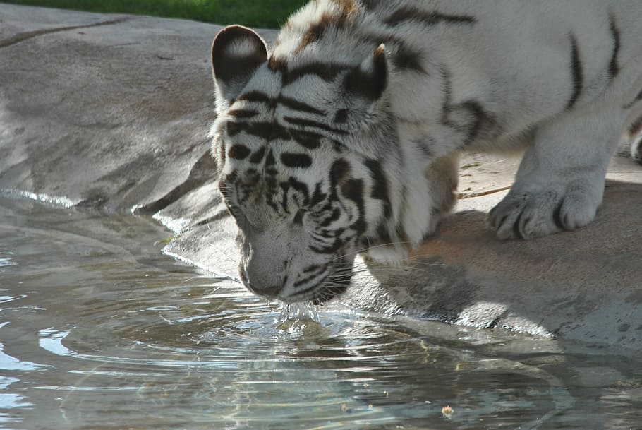Tiger, Tigers, Bianca, White, Animals, wild, roar, zoo, carnivorous HD wallpaper