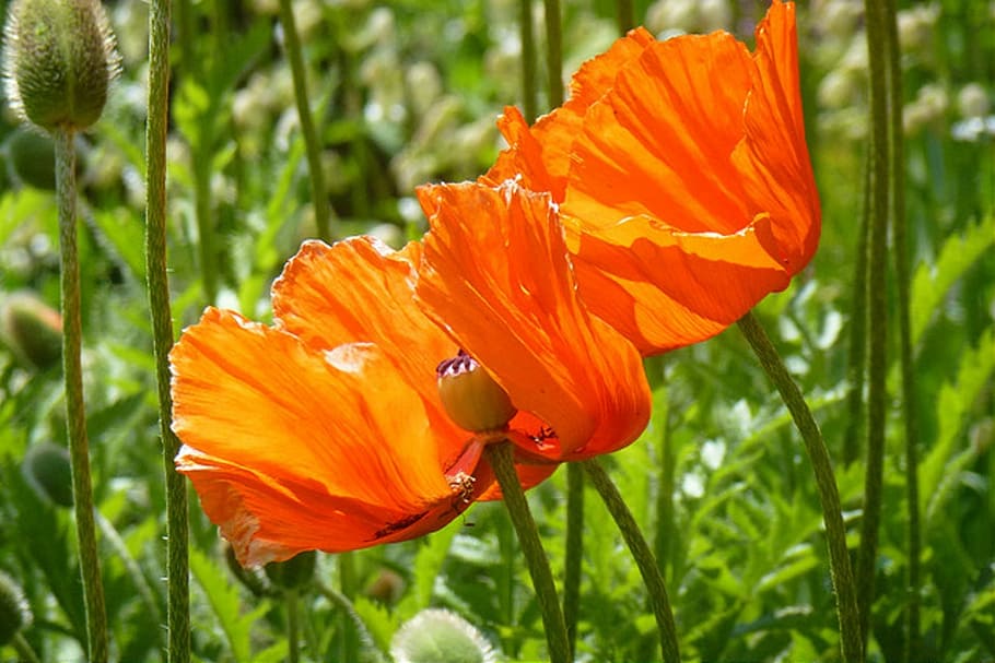 Mohn, Rot, Roter, Natur, mohnblume, roter mohn, garten, flower HD wallpaper