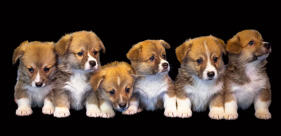 six brown puppies, dog, animal, isolated, cute, puppy, pet, small
