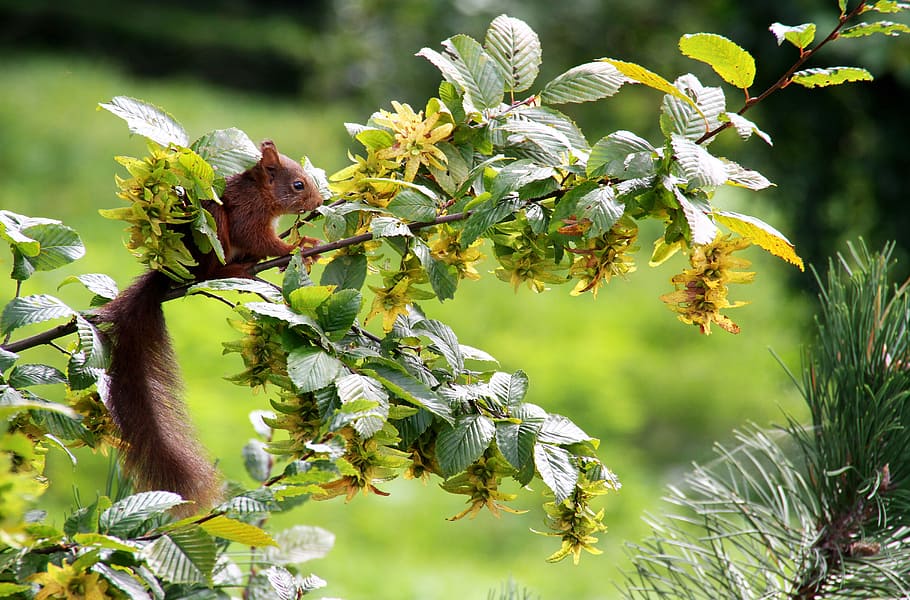 squirrel, leaves, animal, animal themes, plant, animal wildlife HD wallpaper