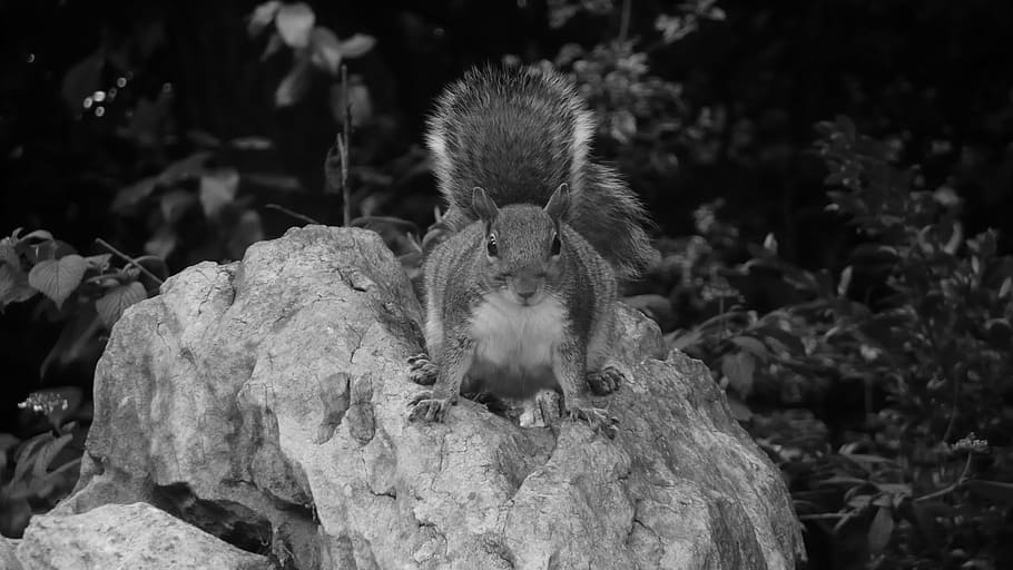 squirrel, park, stone, rock, season, black, white, animal, animal themes HD wallpaper