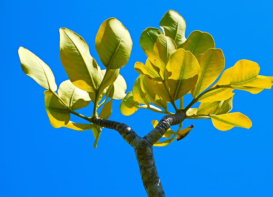 leaves, tree, nature, sky, leaf, blue, plant, flower, clear sky HD wallpaper