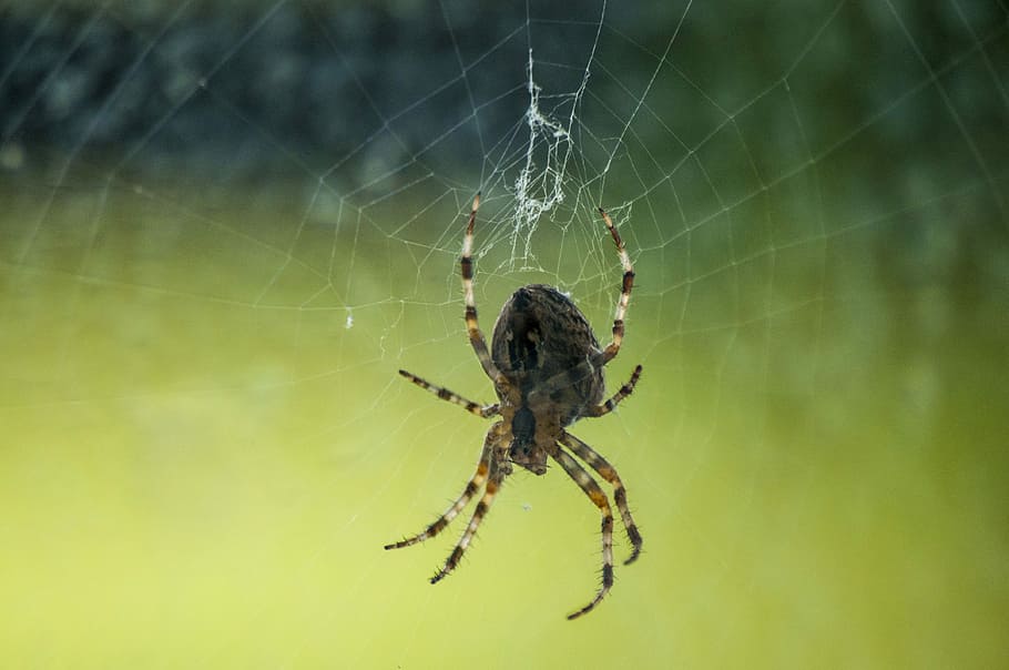 Spider, Macro, Nature, Arachnid, Animal, insect, bug, wildlife HD wallpaper