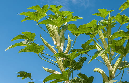 okra, plant, fruit, vegetable, agriculture, farm, garden, leaf HD wallpaper