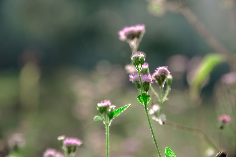 Macro Photo of Pink Flowers, bokeh, flora, nature, plant, soft HD wallpaper