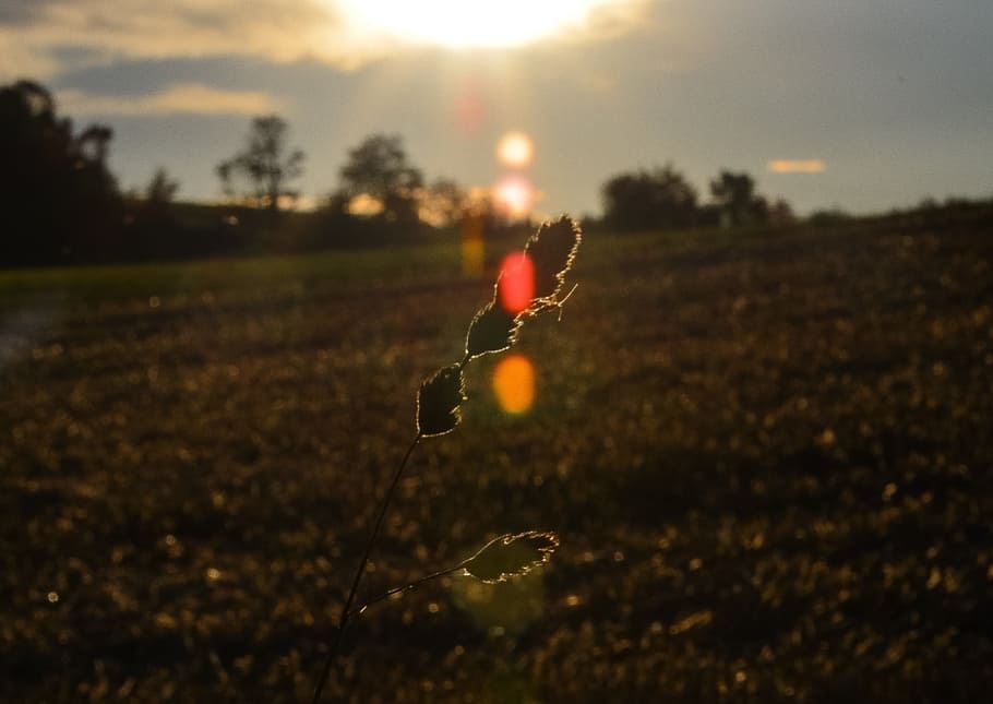 Grasses, Cereals, Back Light, Evening, sun, yellow, cloud, sunset HD wallpaper